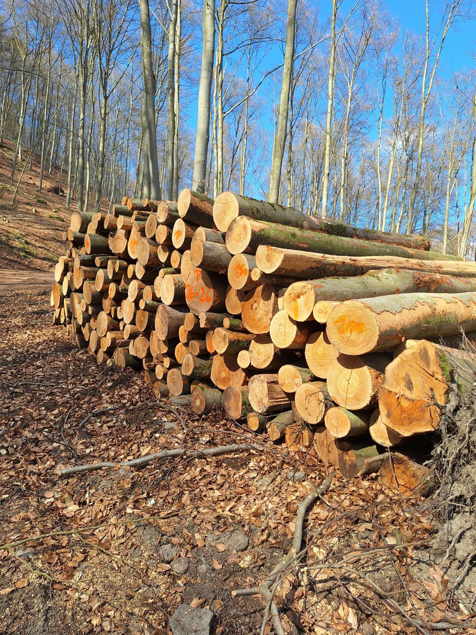 Forst-Arbeit