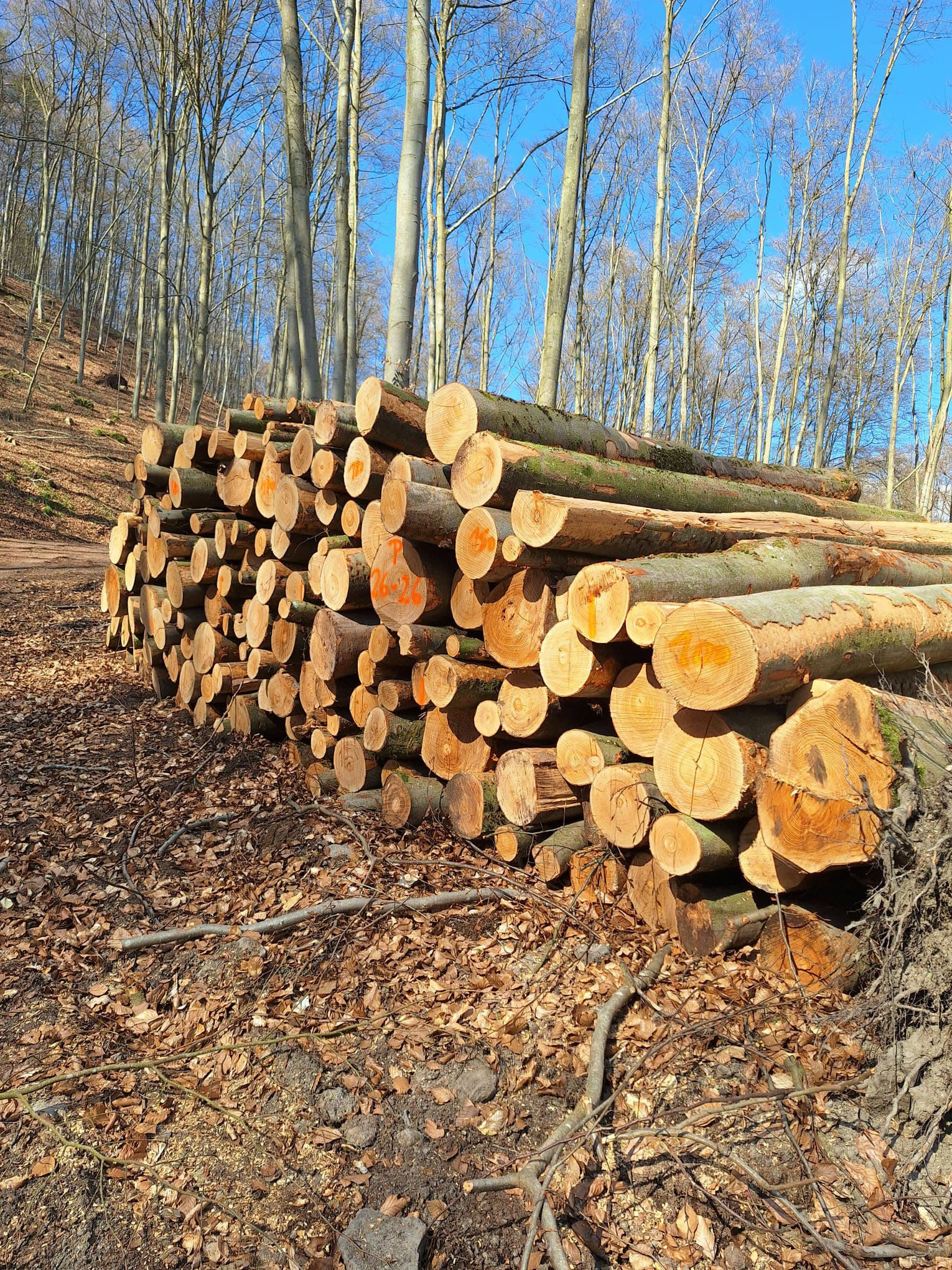 Forst-Arbeit